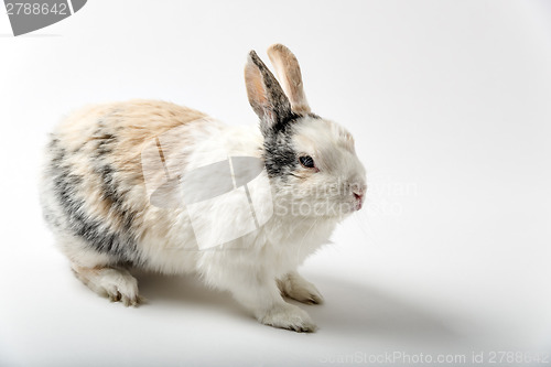 Image of Rabbit on white