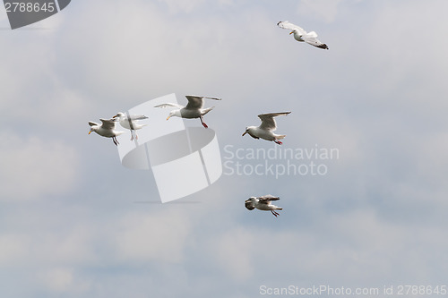 Image of Flying seagull