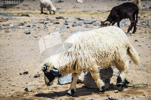Image of Sheep Jebel Shams