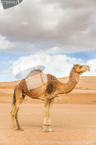 Image of Camel in Wahiba Oman