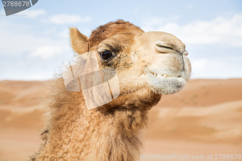 Image of Camel in Wahiba Oman