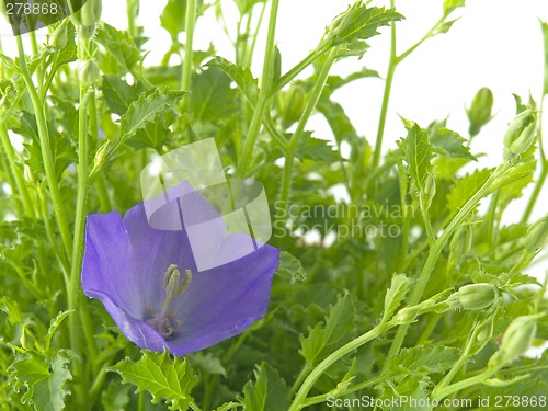 Image of bluebells - macro of Campanula carpatica