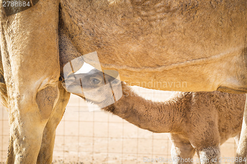 Image of Suckling camel calf in Wahiba Oman