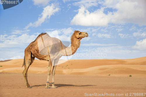 Image of Camel in Wahiba Oman
