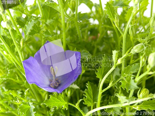 Image of bluebells - macro of Campanula carpatica