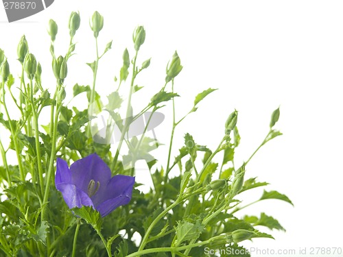 Image of bluebells - macro of Campanula carpatica