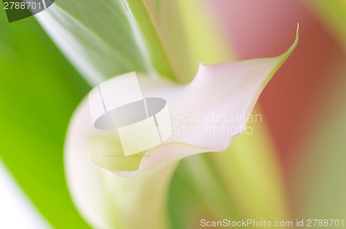 Image of Pink Calla Lilly