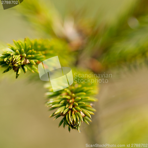 Image of Pine Tree Branchlets