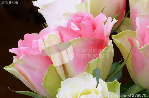 Image of Yellow Pink Roses