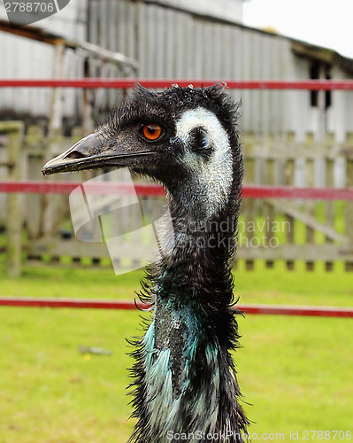 Image of Emu farm paddock 