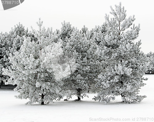 Image of Snow-covered pines