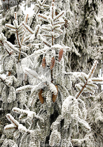 Image of Snow covered firs branch 