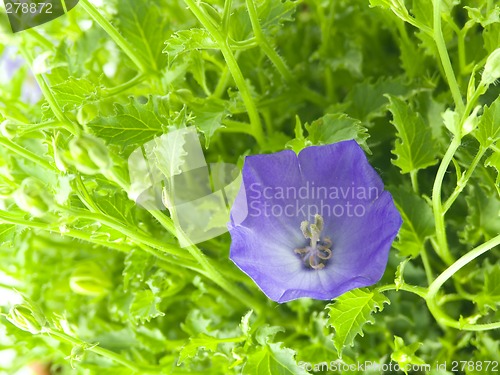 Image of bluebells - macro of Campanula carpatica