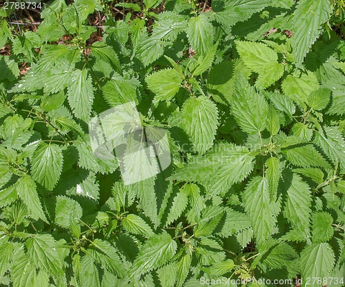 Image of Stinging nettle