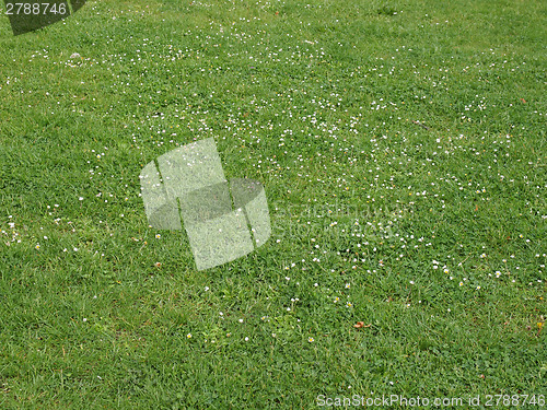 Image of Meadow grass