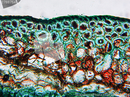 Image of Pine Wood micrograph