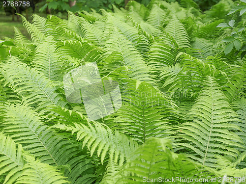 Image of Ferns leaves