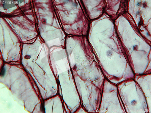 Image of Onion epidermus micrograph