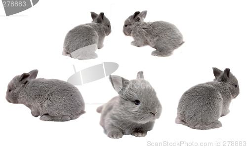 Image of Baby Bunnies