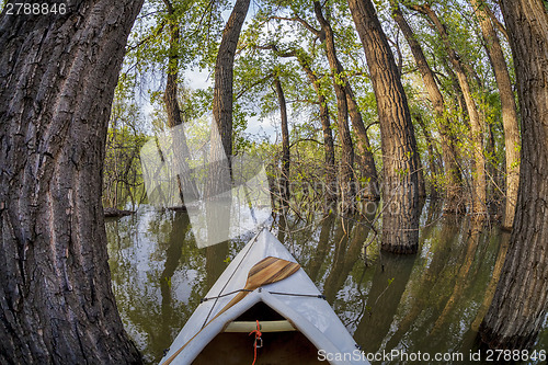 Image of paddling through a magic forest