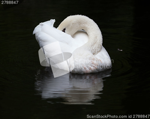 Image of Swan