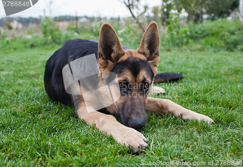 Image of German Shepherd