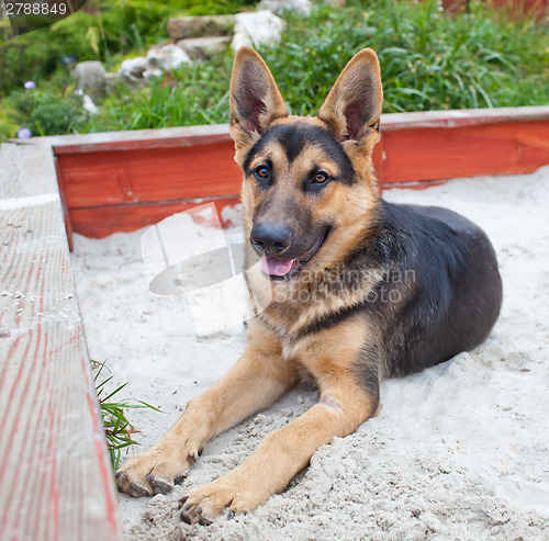 Image of German Shepherd