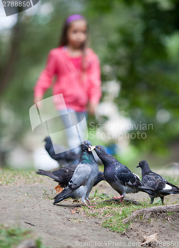 Image of Pigeons feeding