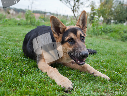 Image of German Shepherd