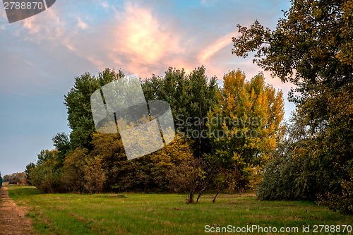 Image of Vintage tree flower photo of  beautiful cherry