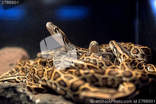 Image of Large pack of young snakes