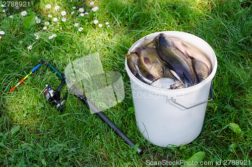 Image of big white bucket many fish and rod lying in grass  