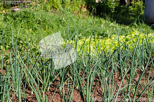 Image of fresh green onion in summer vegetable garden  