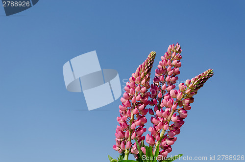 Image of branches of young lupine on blue sky backround 