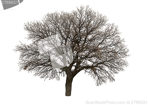 Image of Bare tree isolated over white