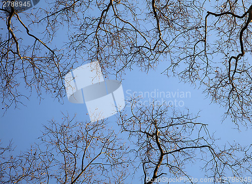 Image of Spring trees