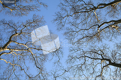 Image of Spring trees