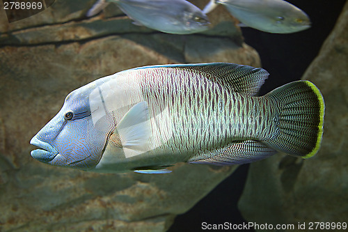 Image of Exotic fish