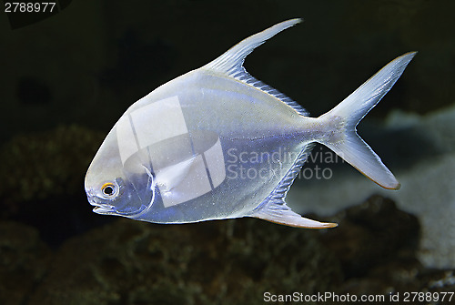 Image of Exotic fish