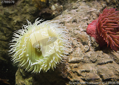 Image of Sea anemone