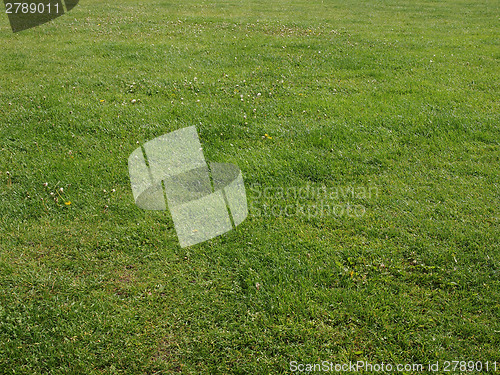 Image of Meadow grass