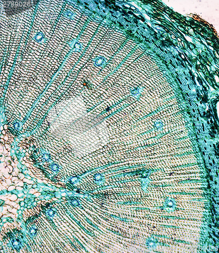 Image of Pine Wood micrograph