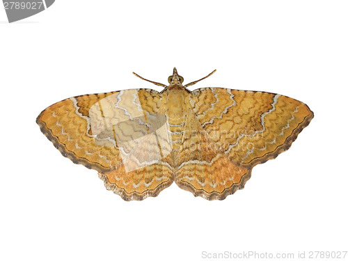 Image of Moth butterfly