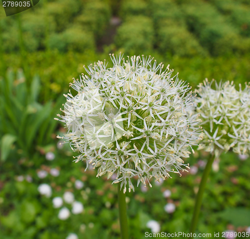 Image of Ivory Queen flower