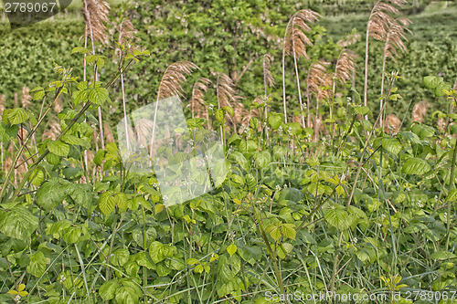 Image of Green weeds and giant canes  in Italy