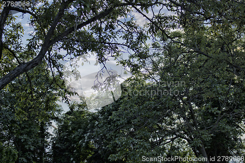 Image of Green leaves on sunlight 
