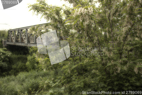 Image of White flowers on green treesalong railroad