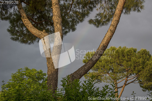 Image of Rainbow between branches of pine tree