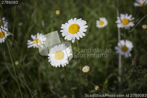 Image of Daisies macro: bellis perennis