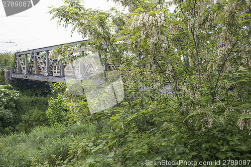 Image of White flowers on green treesalong railroad